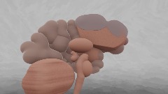Interactive Anatomical Brain Model