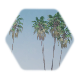 Trees & Palms of Florida
