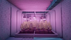 Weed Plantage Grow Room