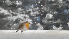 Robin in the Snow