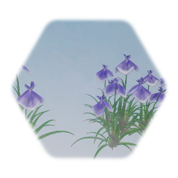 Japanese Iris