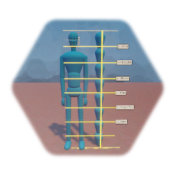 Human Face and Body Ratio Guidelines