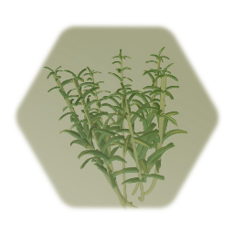 Rosemary