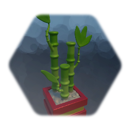 Lucky Bamboo