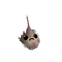Suyuk_0