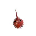 Nolex1