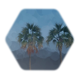 Sabal Palmetto Palm tree