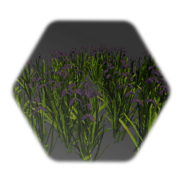 Japanese Iris Flowers