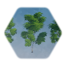 Birch Trees With Real Leaves