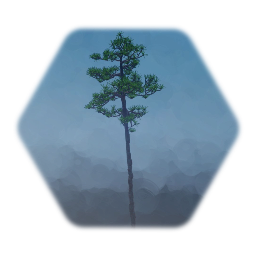 Slash pine