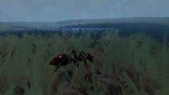 Ant