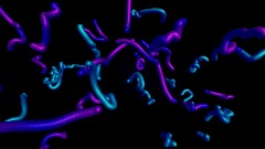 Blue and Purple Worms