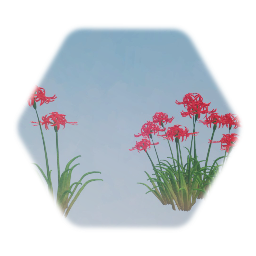 Japanese Spider Lilly Flower