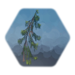 Weeping Alaskan Cedar tree