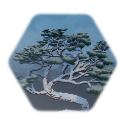 Japanese Black Pine Covered in Snow