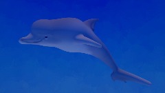 Dolphin