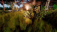 Forest of the middle of nowhere