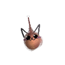 Cheetah_Jen7