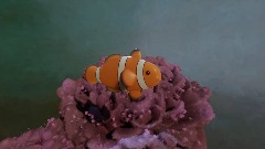 Animated Clown Fish