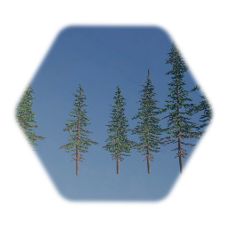 Subalpine Fir Tree Group