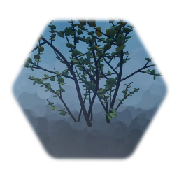 Undergrowth Forest Plant