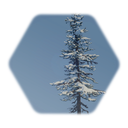 Snow Covered Fir Tree