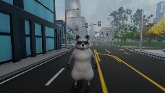 Racoon goes for a walk