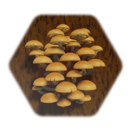 Enokitake Mushroom