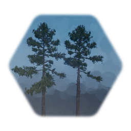 Loblolly Pine Tree Mature