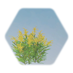 Canadian Golden Rod
