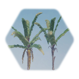Swaying Banana Palm