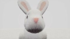 Rabbit looking you