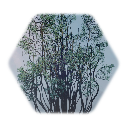 Juniper bush
