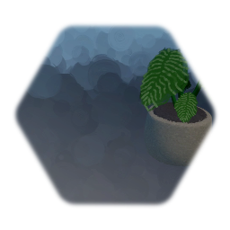 Calathea - house plant in pot