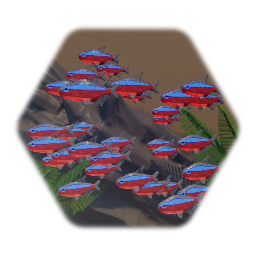 Cardinal Tetra Fish