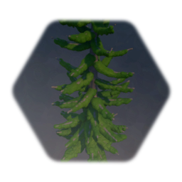 Pine tree