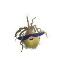 kotehuston