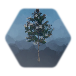 Southern Magnolia Tree