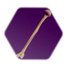 Humerus