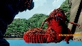 All the Dragon Decimus tests [So far]