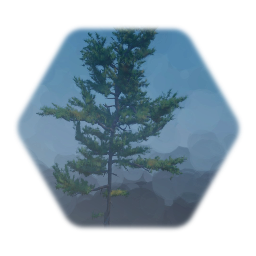 Eastern White Pine Tree