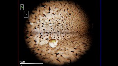 A screenshot taken in Dreams. 1 of 24.