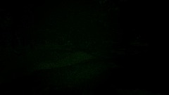 Lost footage of the Forest guardian