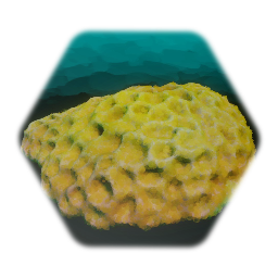 Ocean Sponge