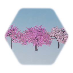 Swaying Yoshino Cherry trees