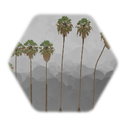 Another Mexican Fan Palm