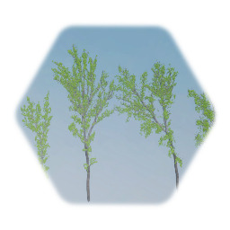 American Eastern Cottonwood Trees