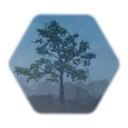 Black Oak Tree