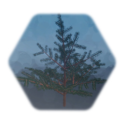 Pine Sapling