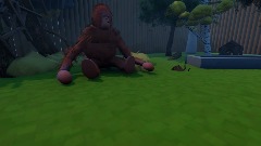 Zoo -Orangutan
